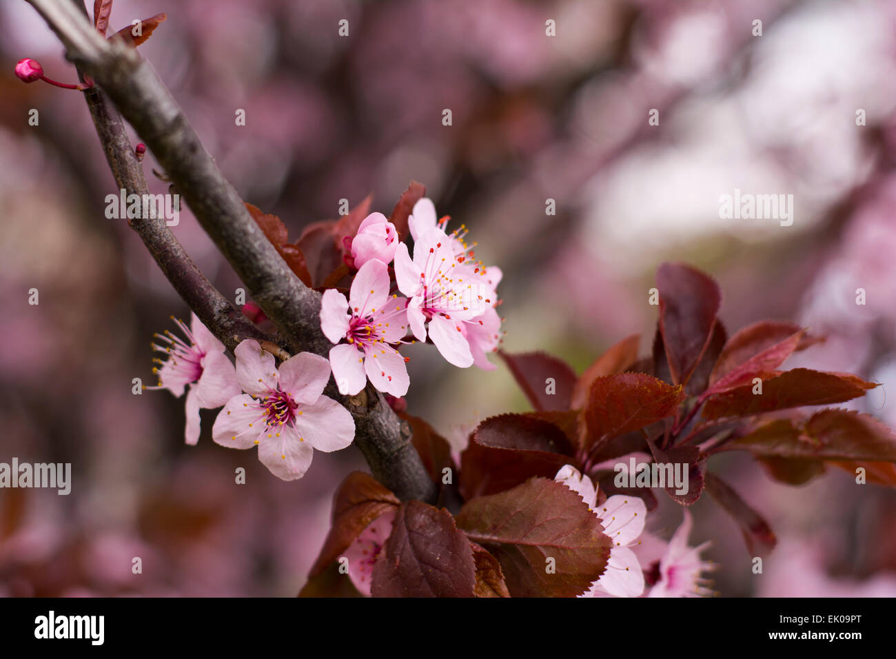 Close up di ciliegio selvatico fiori.fiore di ciliegio in fiore nel periodo primaverile con molti rosa,rosa e viola e minuscoli fiori Foto Stock