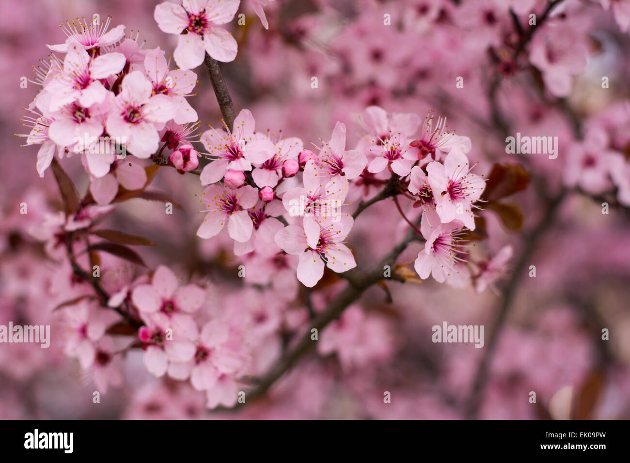 Close up di ciliegio selvatico fiori.fiore di ciliegio in fiore nel periodo primaverile con molti rosa,rosa e viola e minuscoli fiori Foto Stock