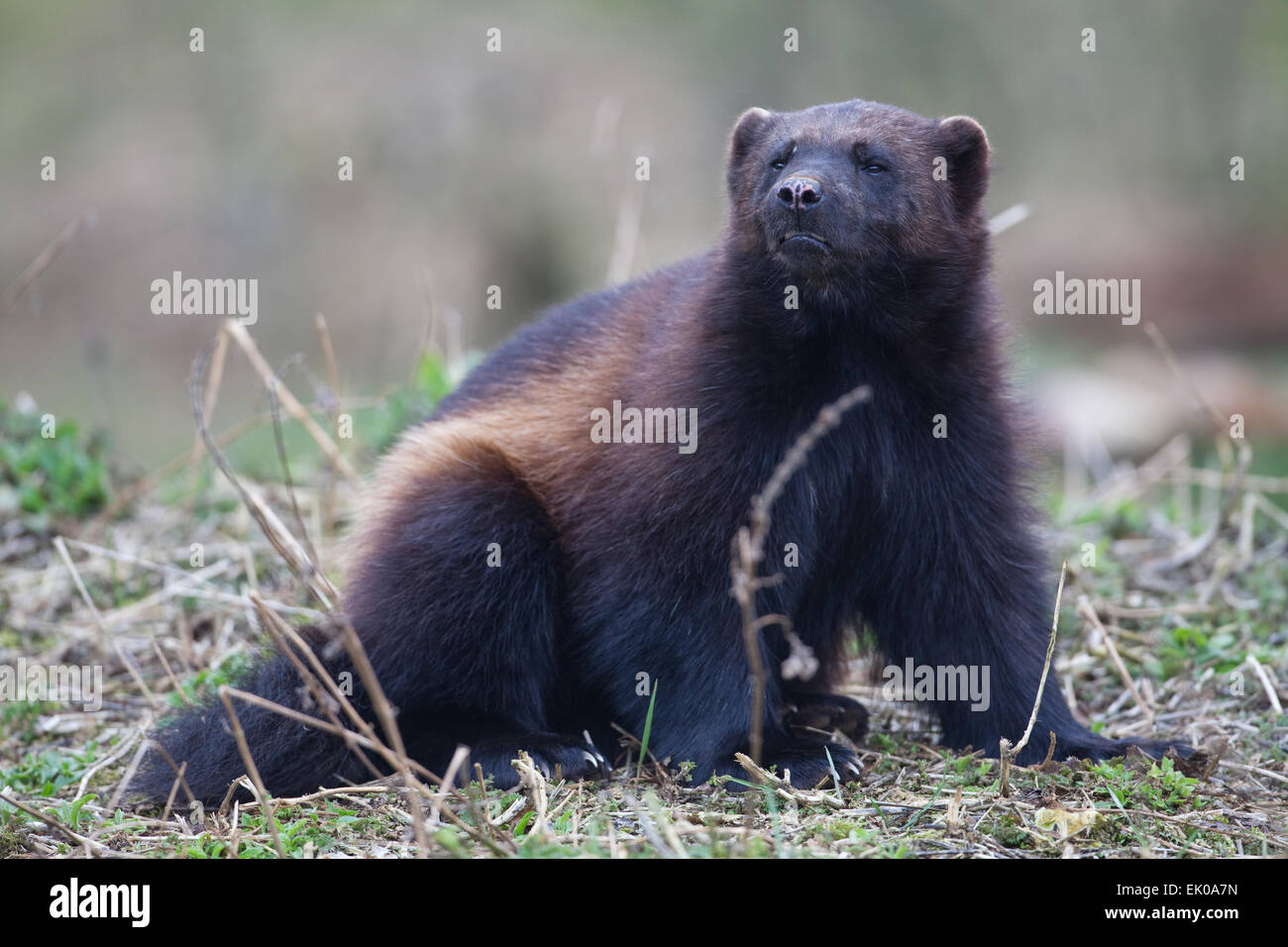 Wolverine (Gulo gulo). Più grande membro della famiglia donnola, Mustelidae. Trovata nel Nord Europa, Canada, Alaska, Russia. Foto Stock