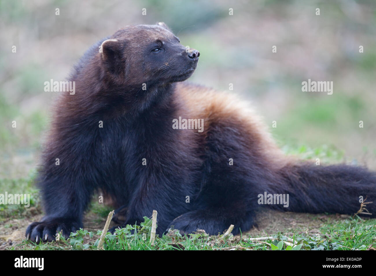 Wolverine (Gulo gulo) o Glutton. Più grande membro della famiglia donnola, Mustelidae. Trovata nel Nord Europa, Canada, Russia. Foto Stock