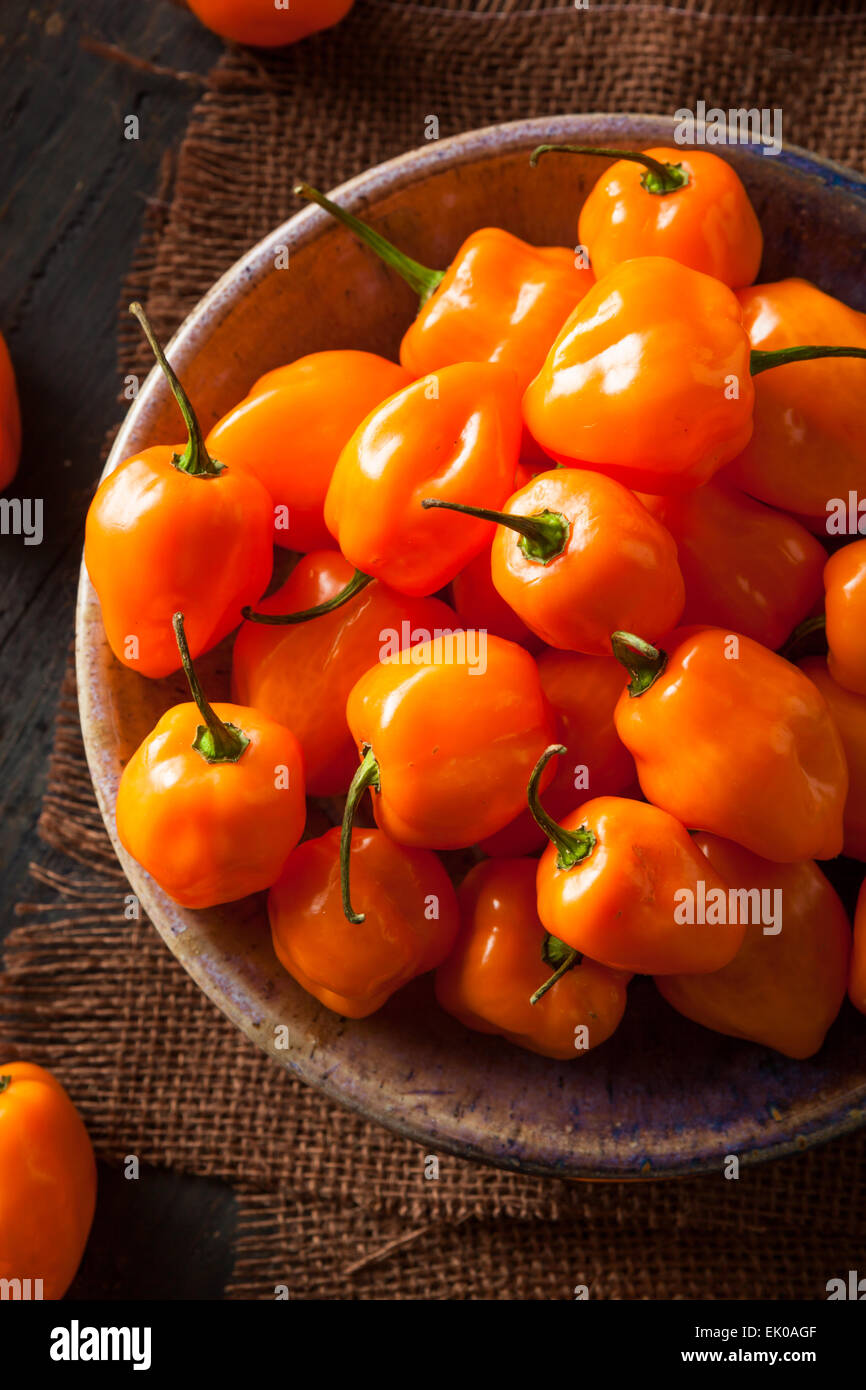 Materie organiche Habanero arancione peperoni su uno sfondo Foto Stock