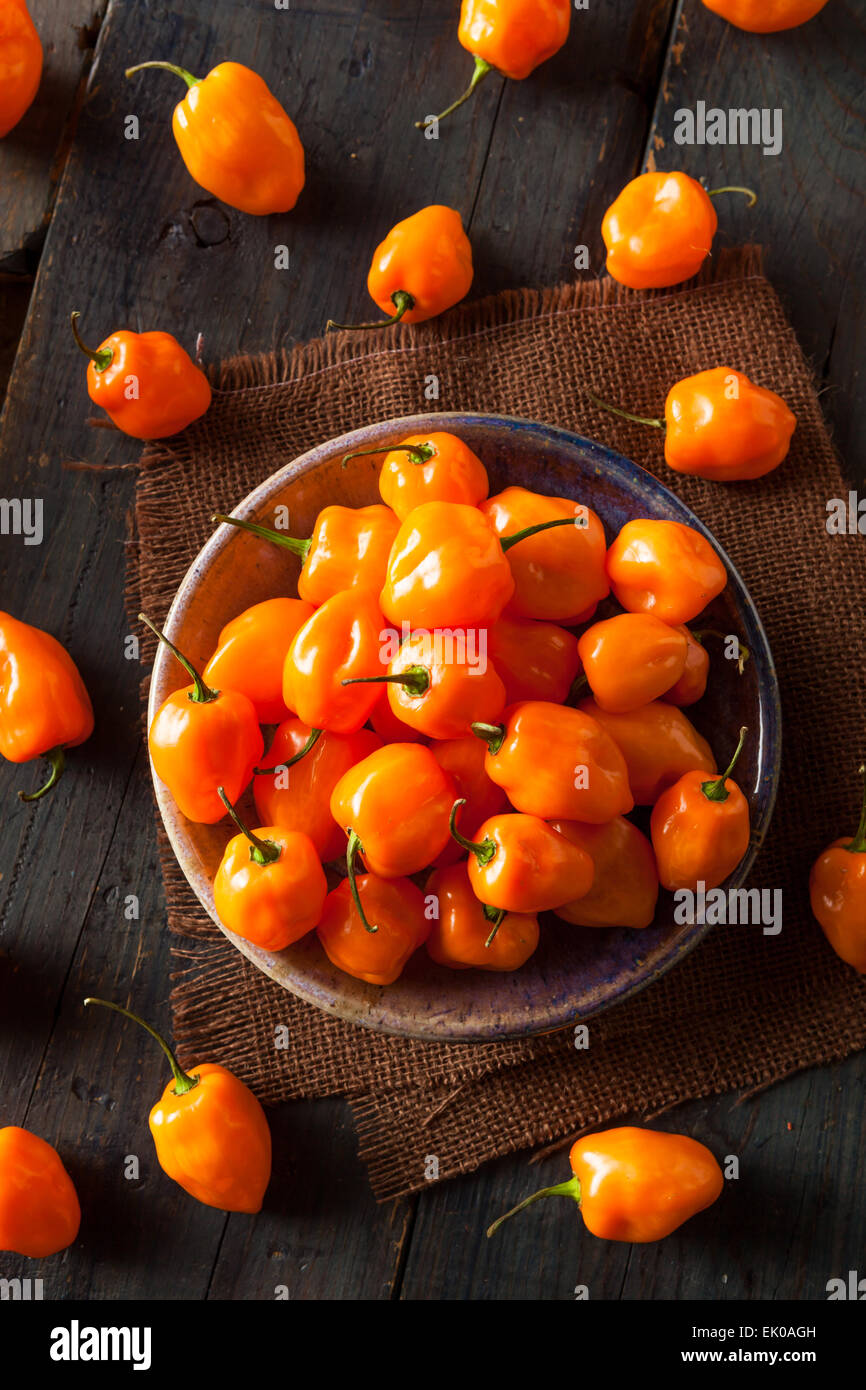 Materie organiche Habanero arancione peperoni su uno sfondo Foto Stock
