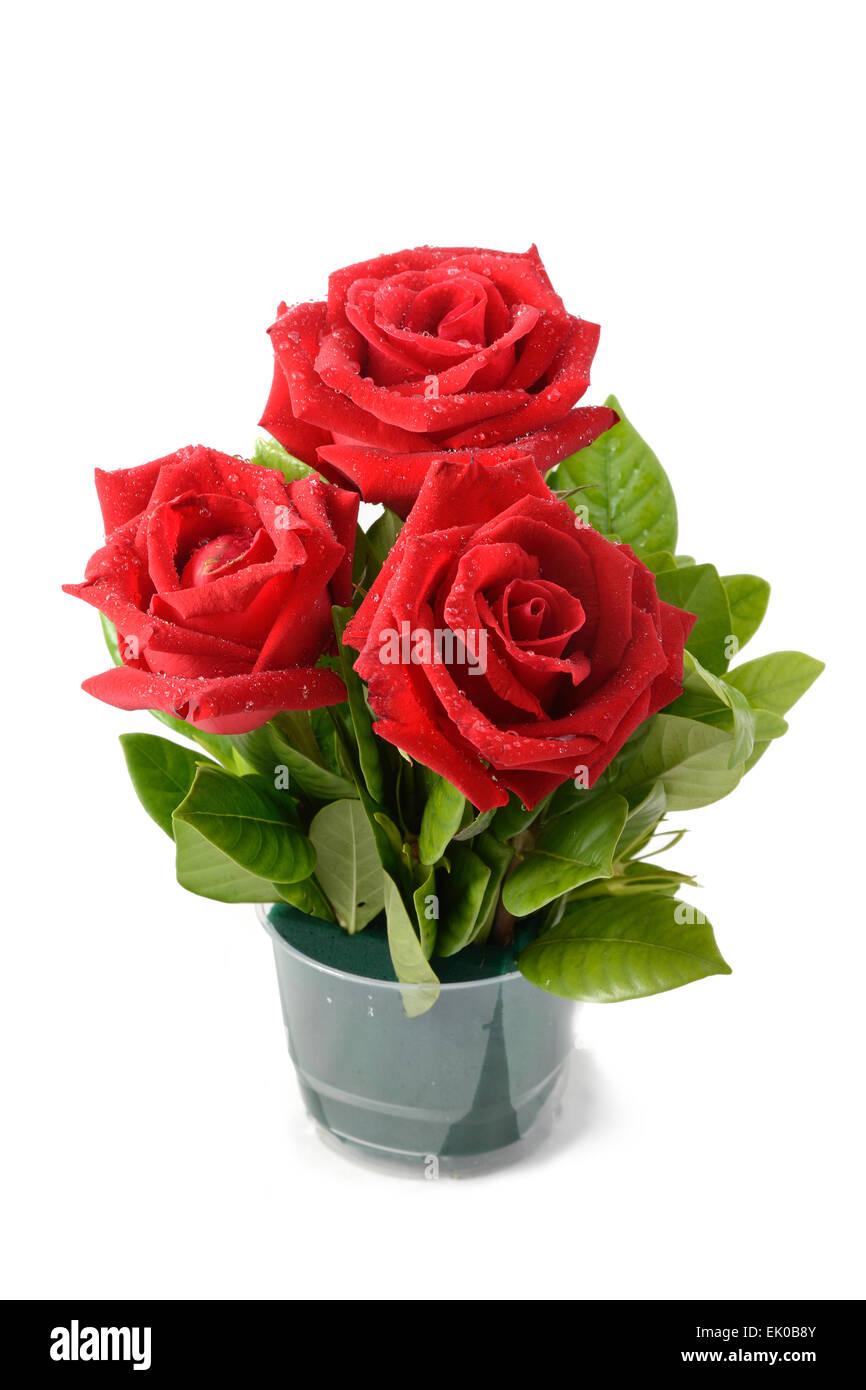 Tre rose rosse in vaso su uno sfondo bianco. Foto Stock
