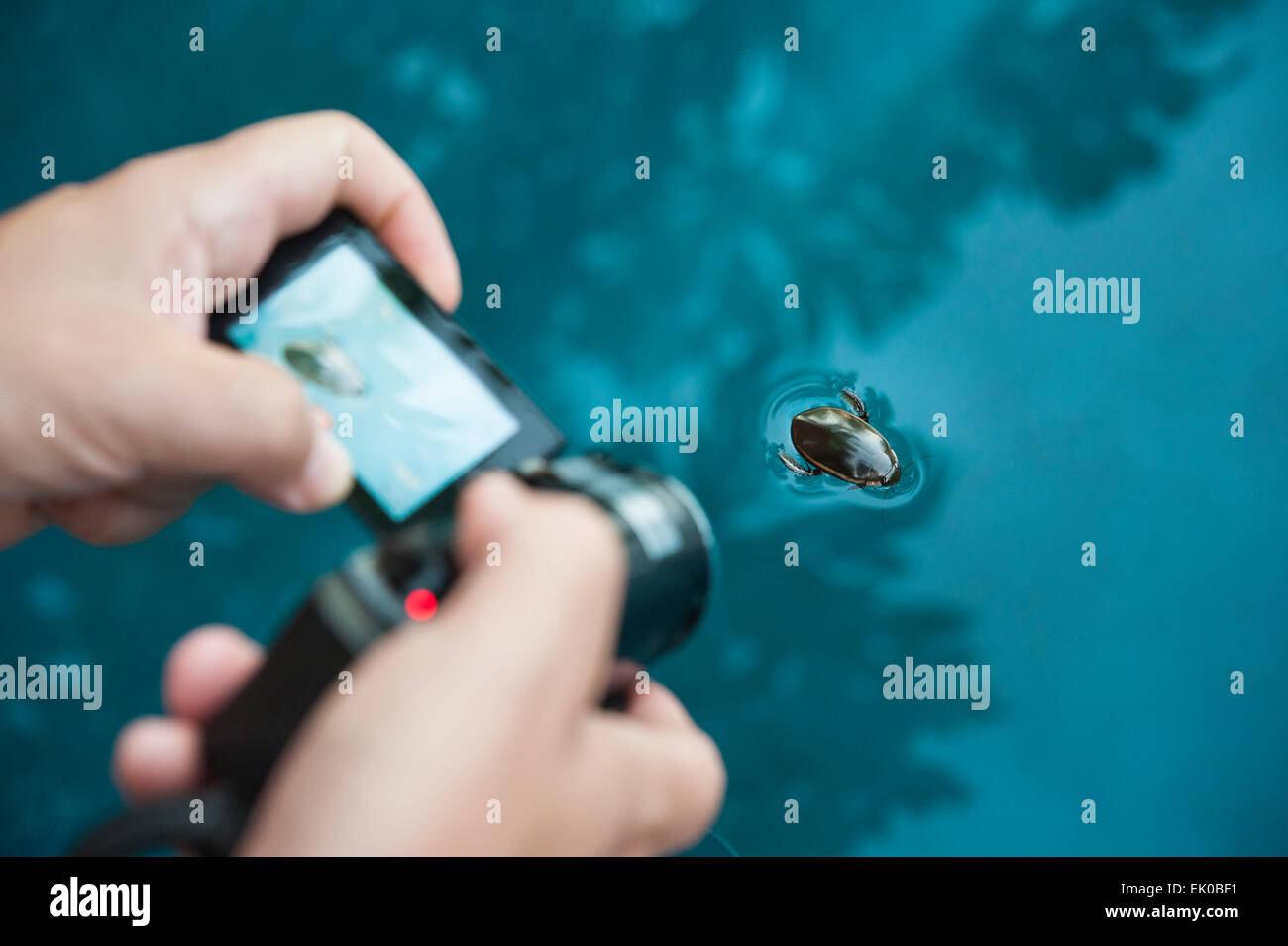 Uomo di mani tenendo una videocamera cattura una piscina acqua beetle Foto Stock