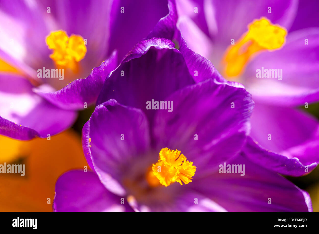 Close up della molla crocus vernus Foto Stock