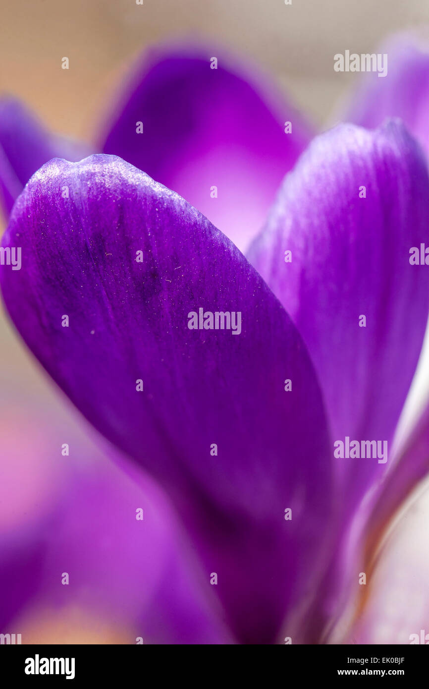 Close up della molla crocus vernus Foto Stock