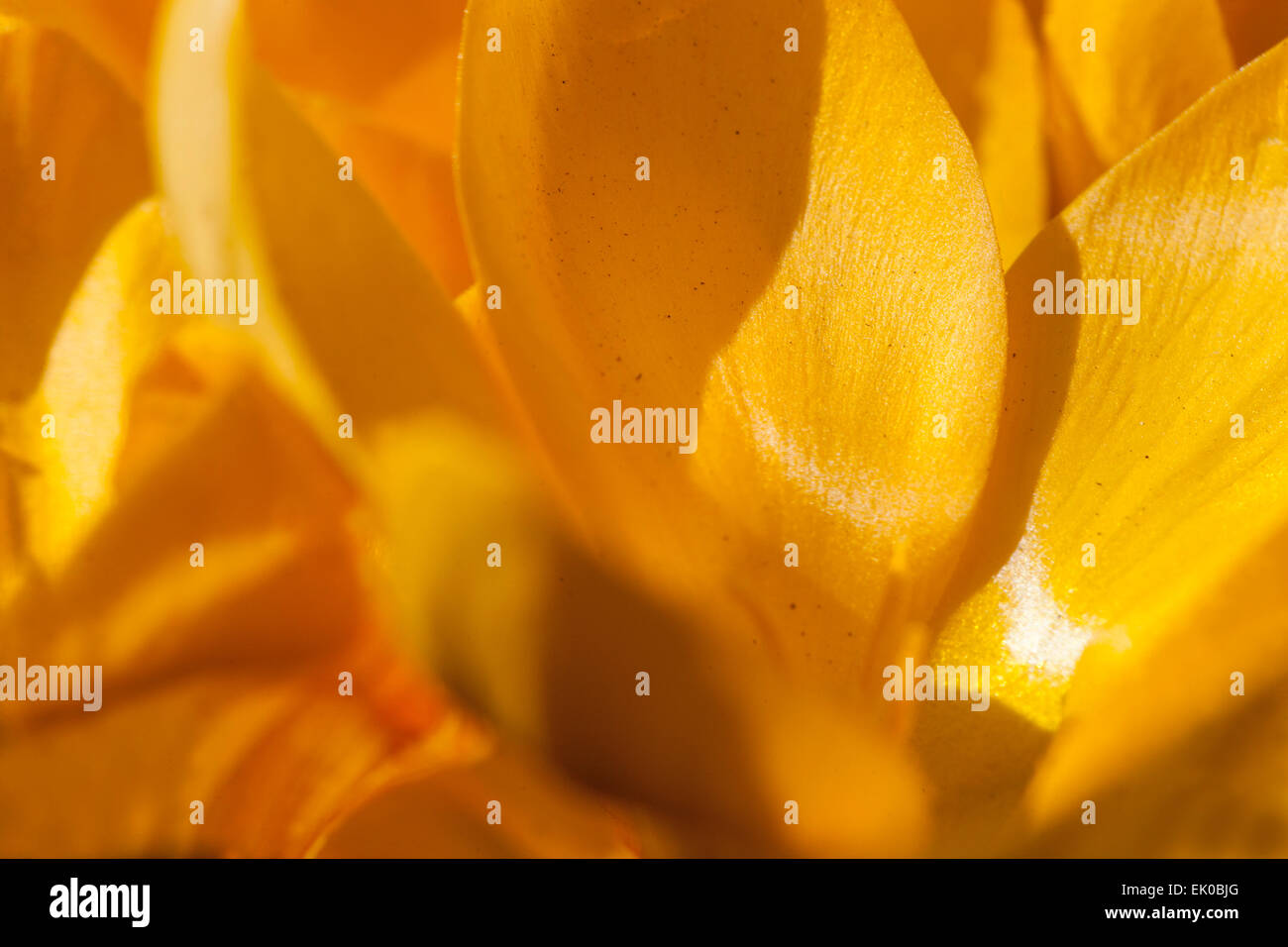 Close up della molla crocus vernus Foto Stock