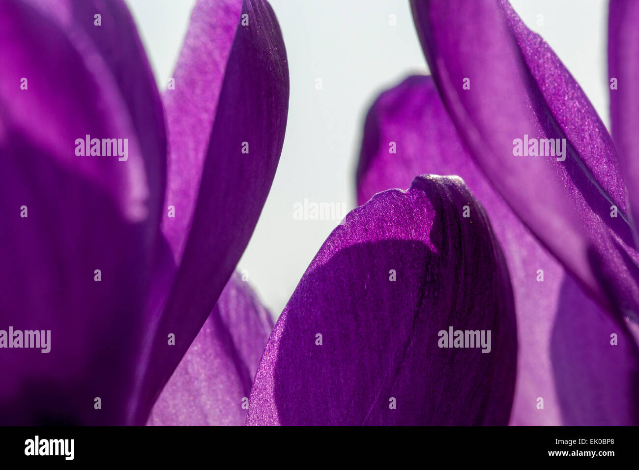 Primo piano crocus viola fiori astratti Foto Stock