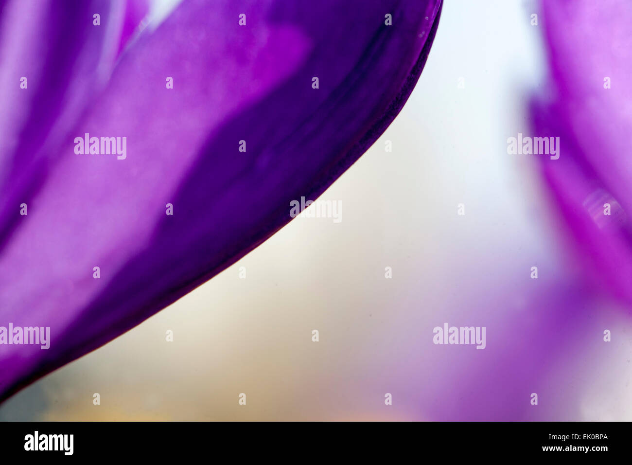 Primo piano astratto fiore blu croco dettaglio Foto Stock