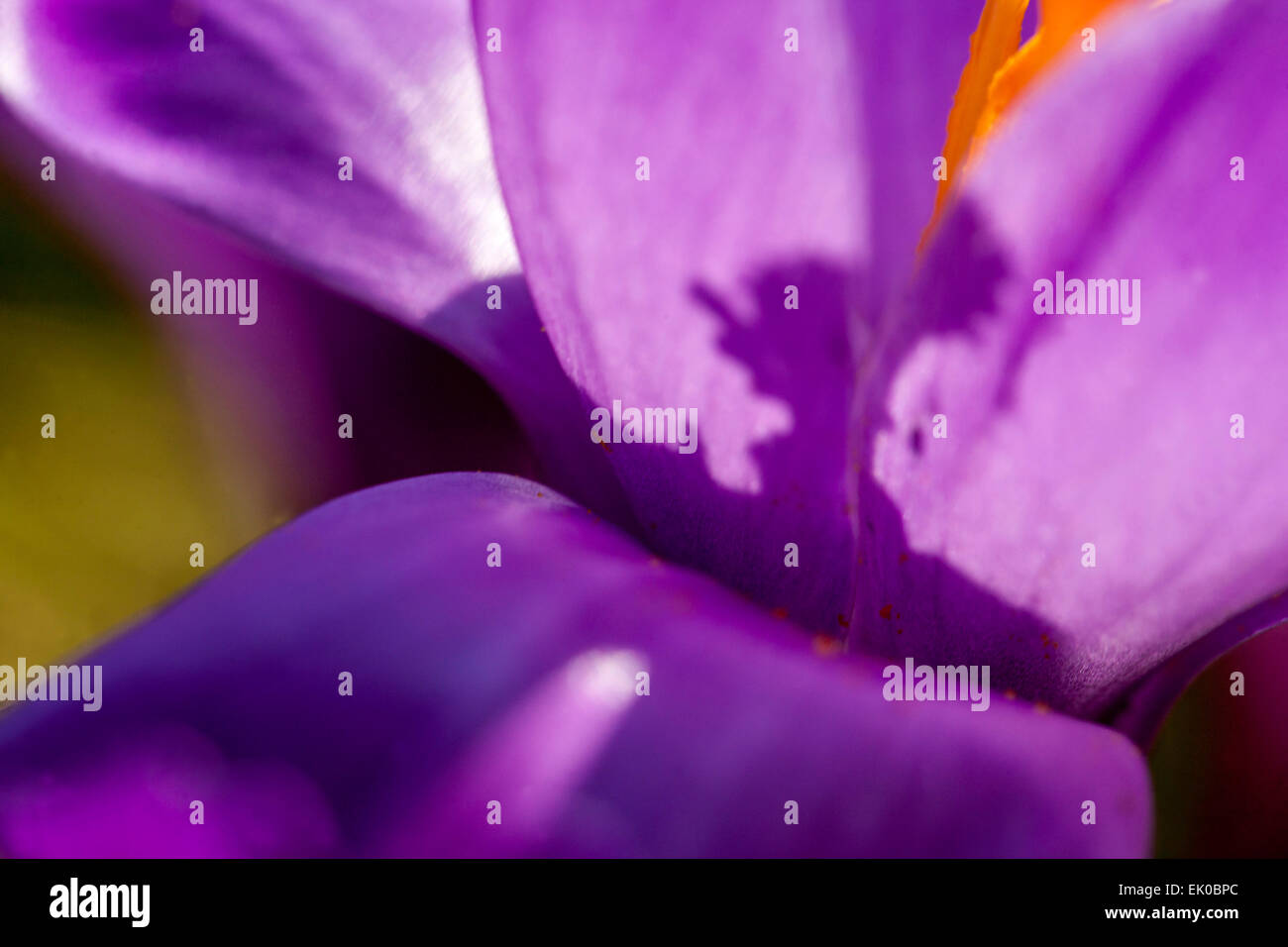 Close up della molla crocus vernus Foto Stock