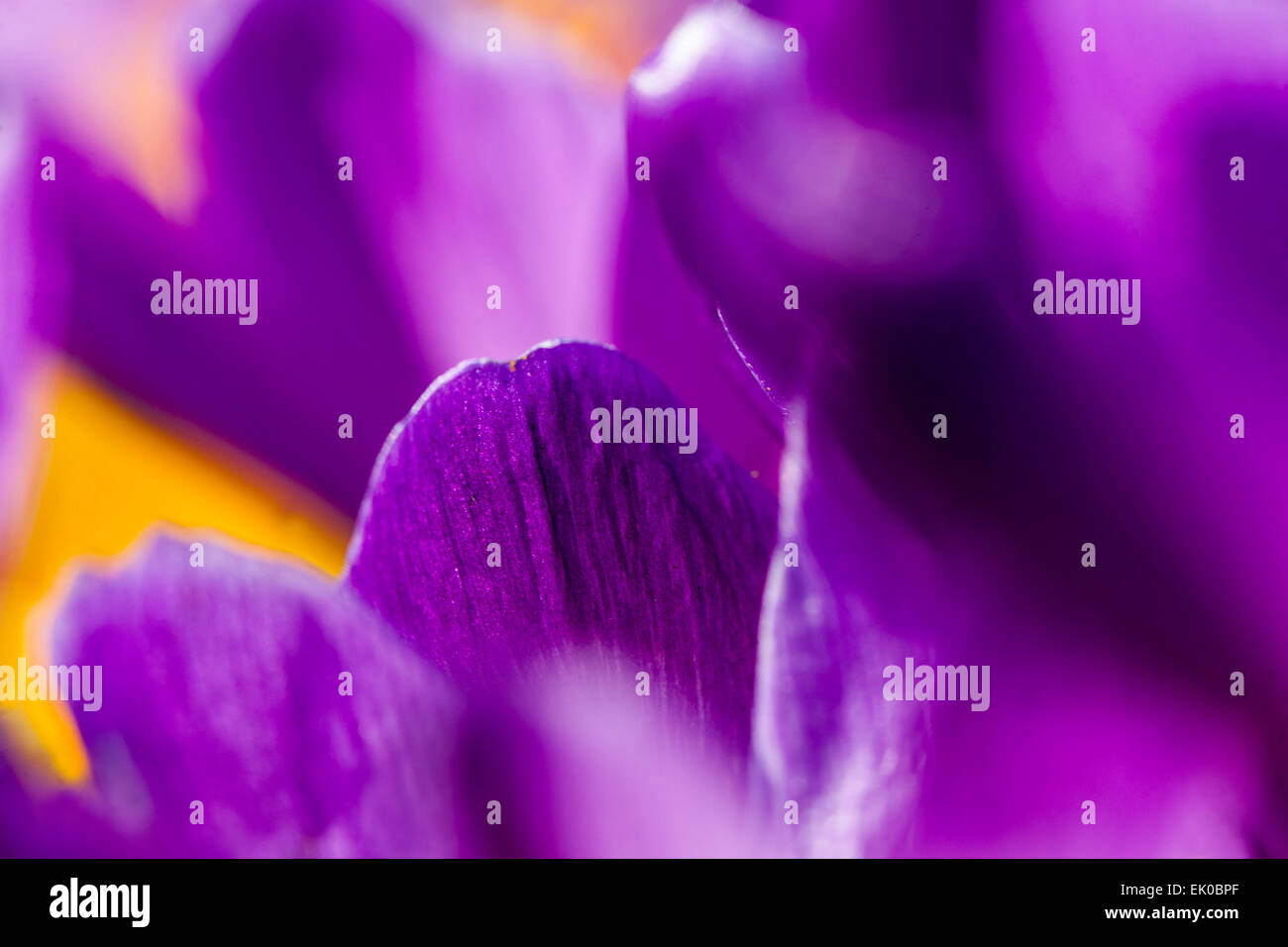 Close up fiore Crocus Foto Stock