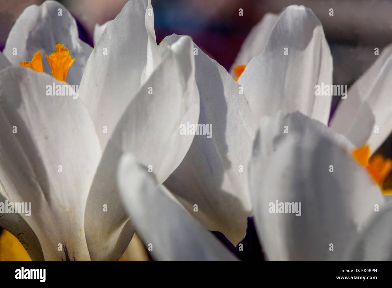 Primo piano bianco Crocus Jeanne d'Arc Foto Stock