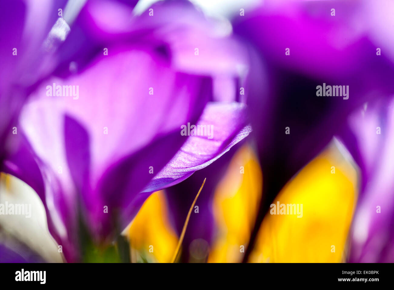 Primo piano astratto fiori petali viola crocus Foto Stock