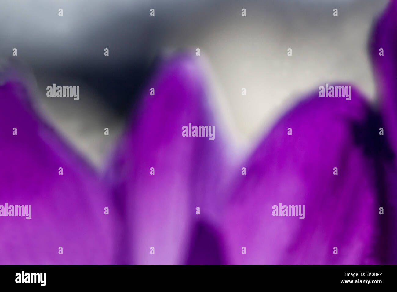 Close up della molla crocus vernus Foto Stock