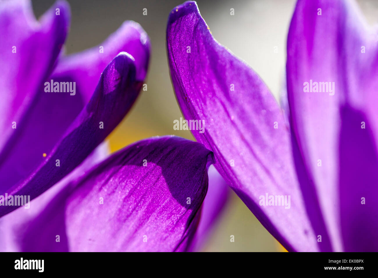 Primo piano fiori astratti blu croco petali Foto Stock