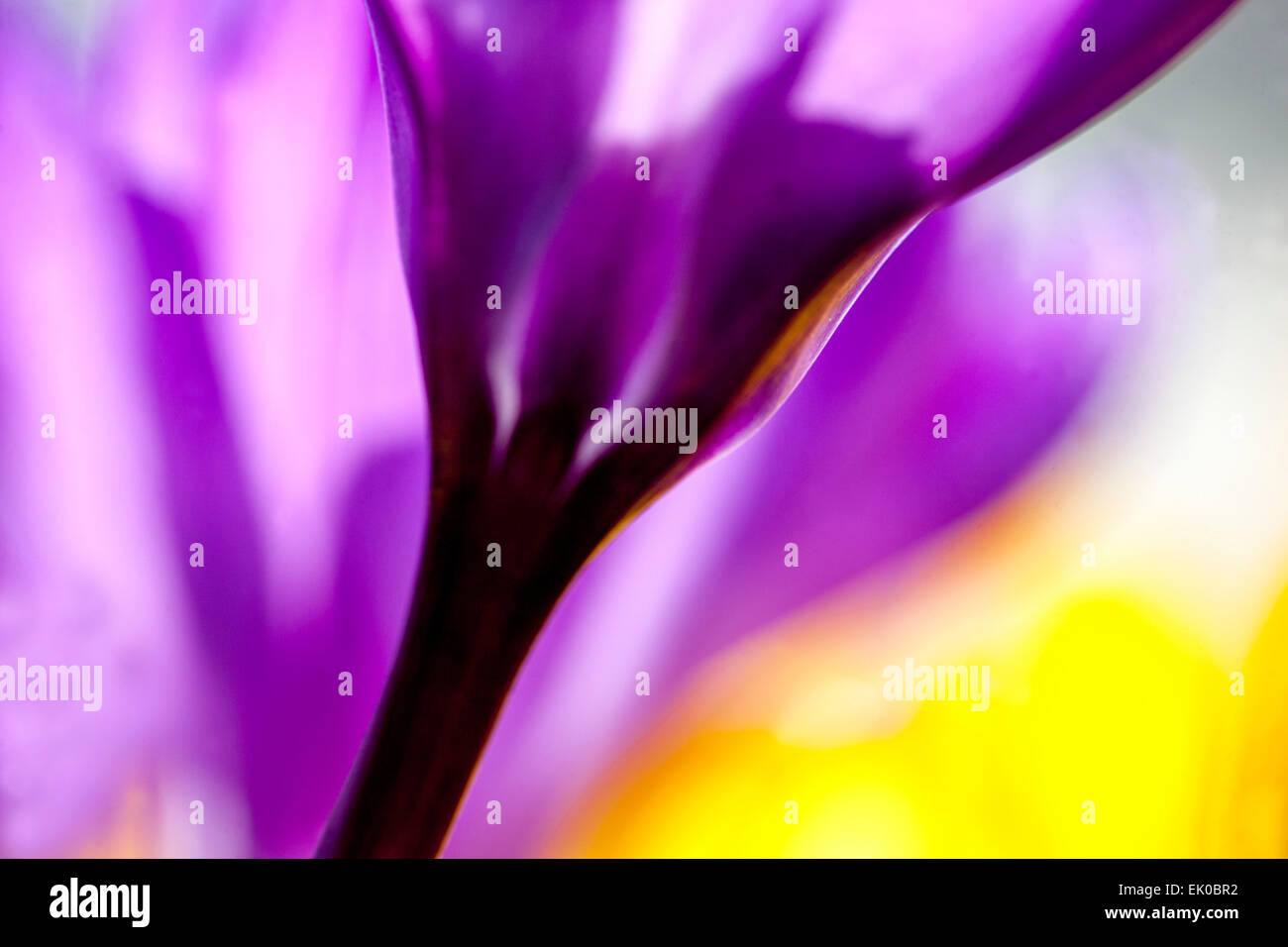 Primo piano astratto fiore viola croco fiore Foto Stock