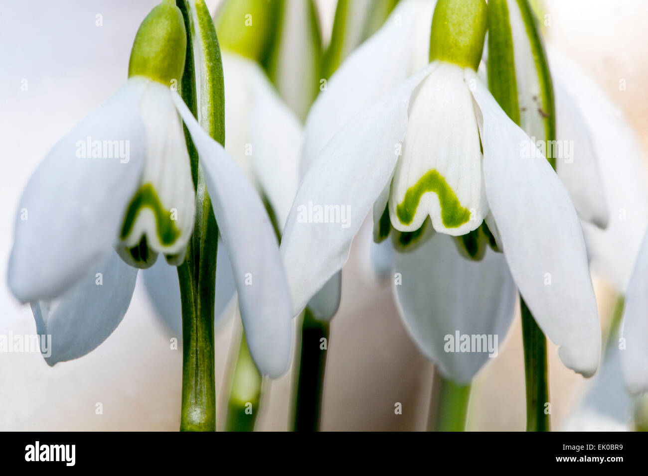 Snowdrop, Galanthus nivalis Foto Stock