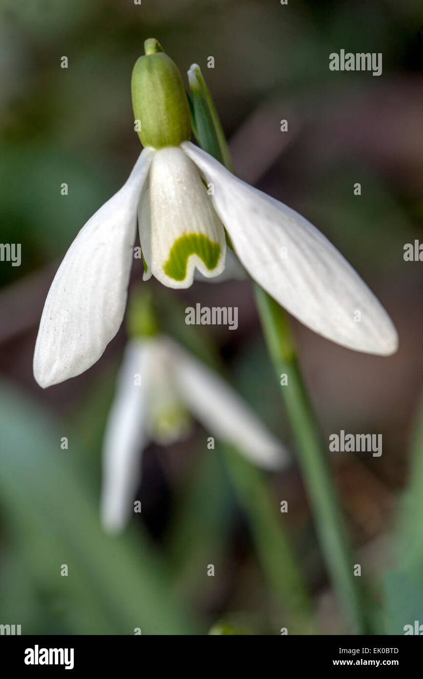 Snowdrop, Galanthus nivalis Foto Stock