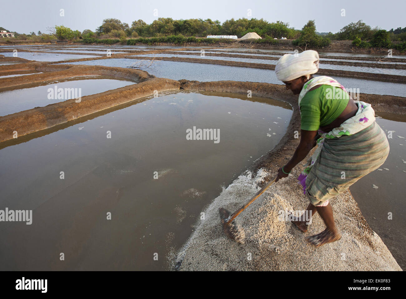 Donna sale di estrazione dal campo , Nerul Bardez, Goa Foto Stock