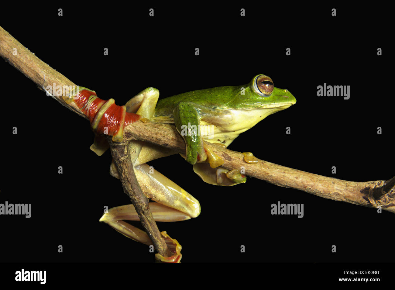 Il Malabar di scorrevolezza della rana, Rhacophorus malabaricus, Rhacophoridae, Silent Valley National Park, Kerala. India Foto Stock