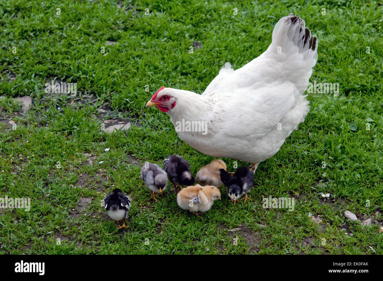 Gallina con i polli da vicino Foto Stock