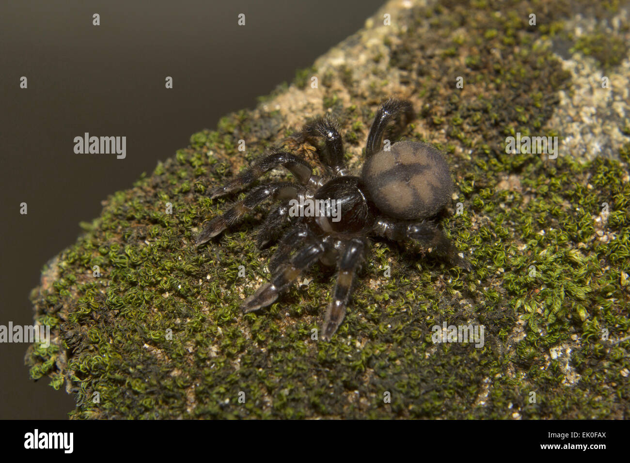 Sason sp, Barychelidae, Thenmala, Kerala. Corteccia Mygalomorph-abitazione botola di ragni. Foto Stock