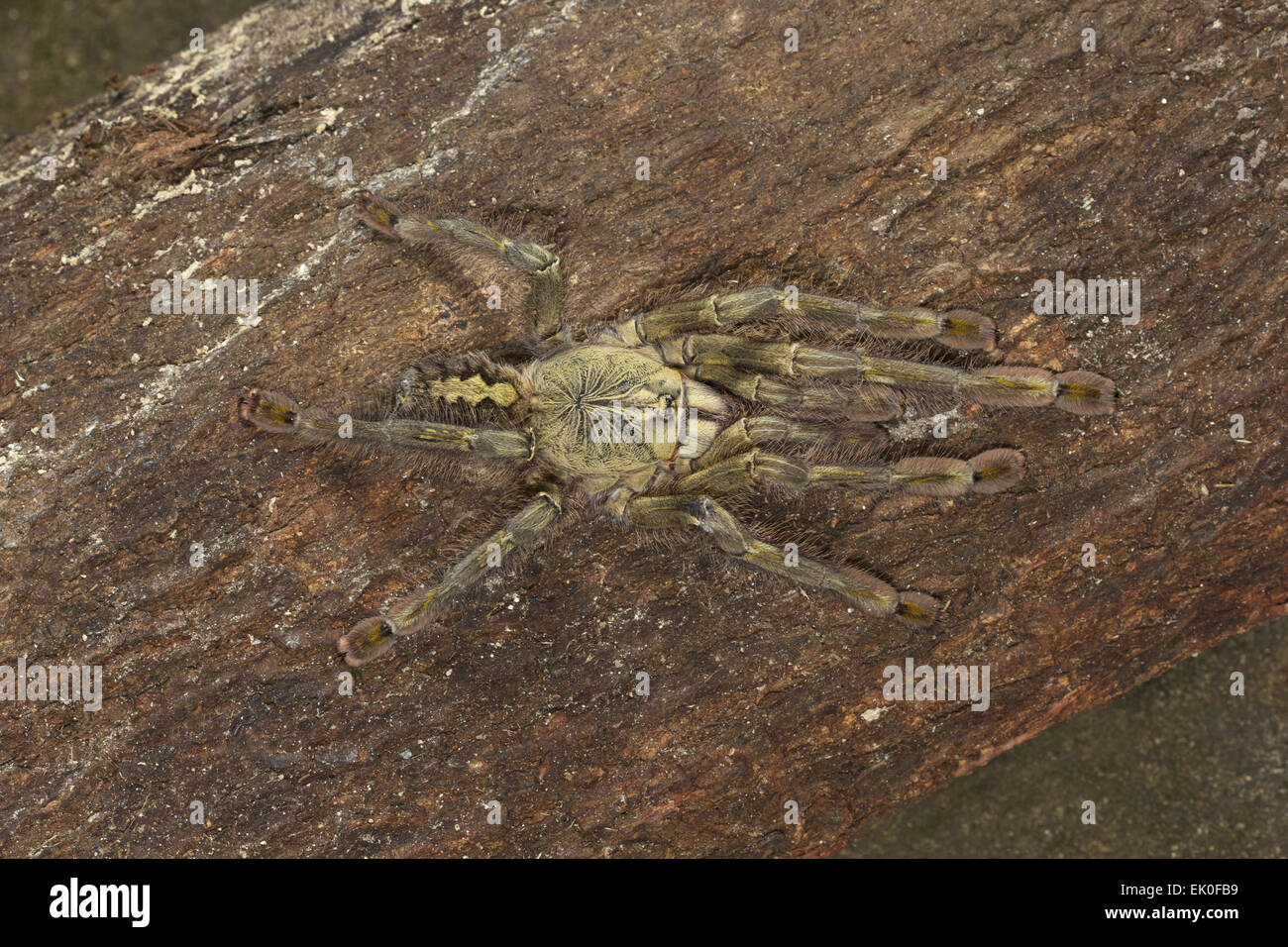 Paracadute rossastro spider, Poecilotheria rufilata, Theraphosidae, Pepe Wildlife Sanctuary, Kerala. India Foto Stock
