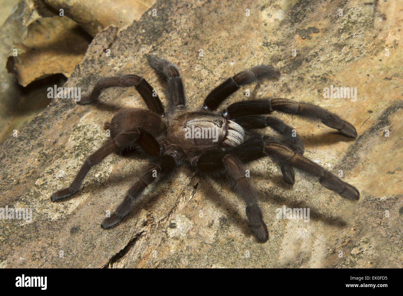 Parambikulam grandi scavando Spider, Thrigmopoeus Kayi, Theraphosidae, Parambikulam riserva della tigre, Kerala. India Foto Stock