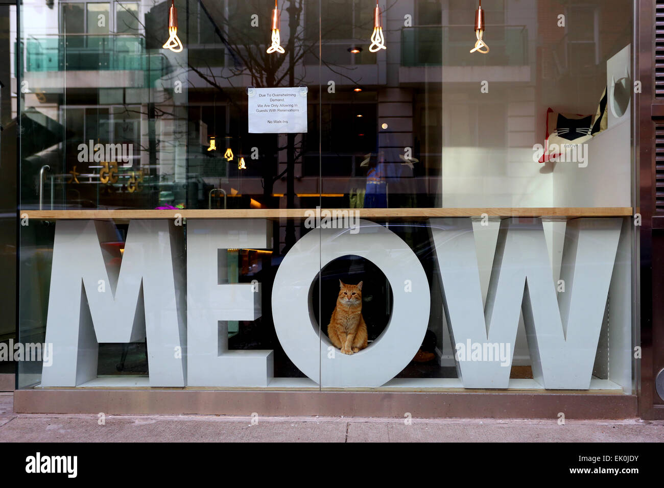 Un gatto che guarda fuori dalla finestra di Meow Parlour, un gatto cafe sul Lower East Side di Manhattan, New York, NY Foto Stock