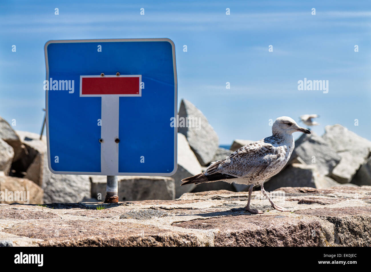 Sea Gull e segno di traffico sulla mole in Sassnitz (Germania) Foto Stock