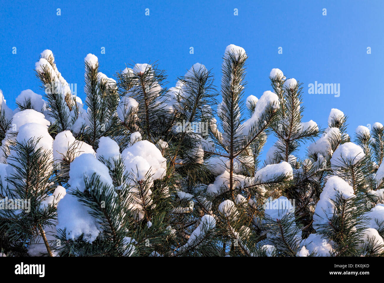 La conifera in inverno con la neve e il cielo blu Foto Stock