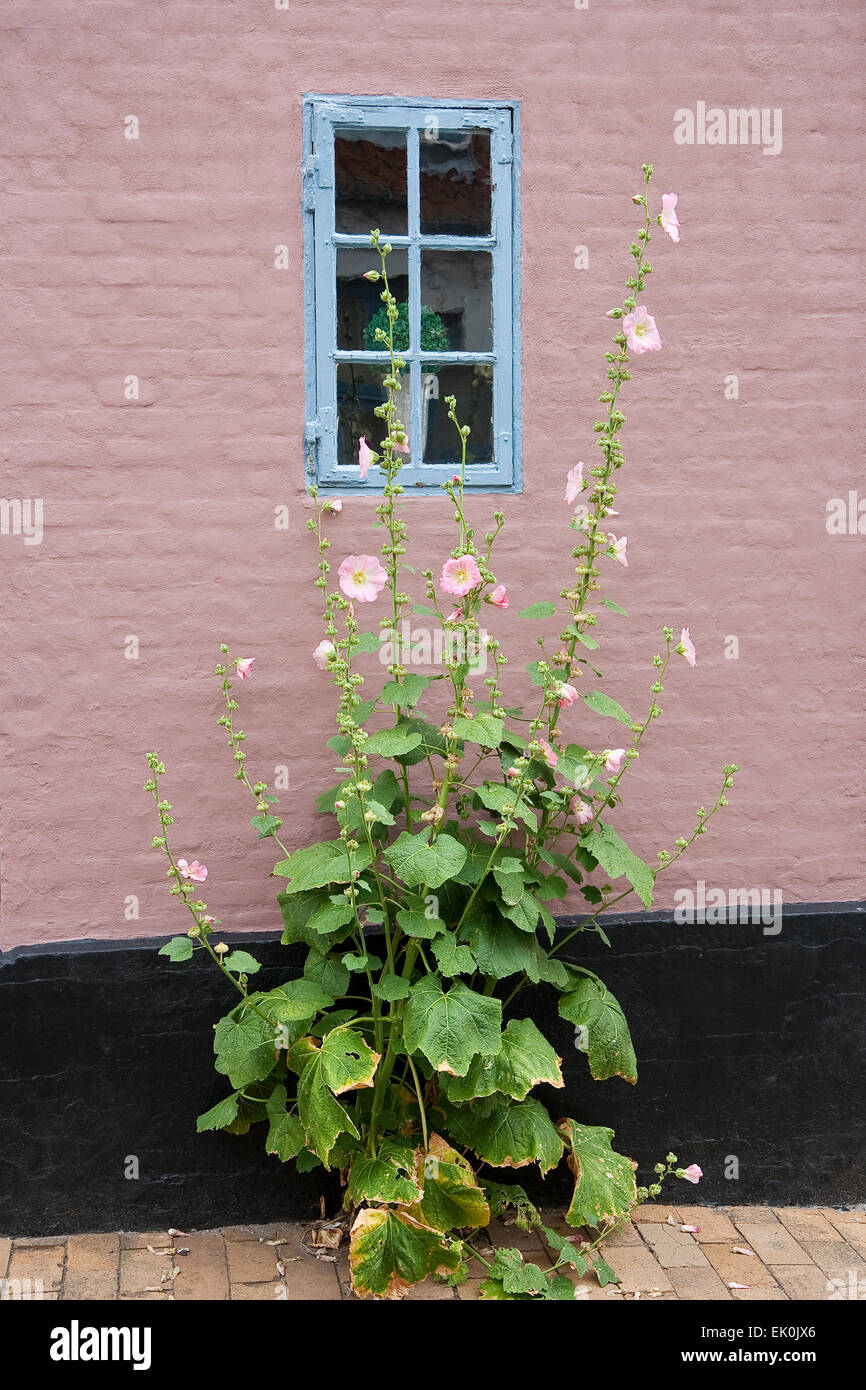 Hollyhock contro una parete rosa con finestra blu. Colpo da Faaborg, Danimarca Foto Stock