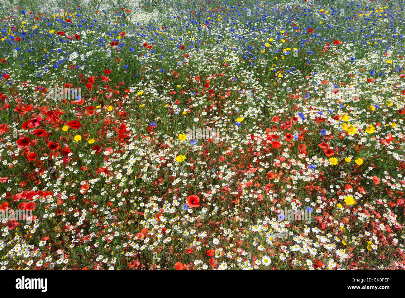 Fiori selvatici, tra cui il papavero (Papaver rhoeas), essendo cresciuto per le sementi da Landlife, Fir Tree Farm, Merseyside Foto Stock