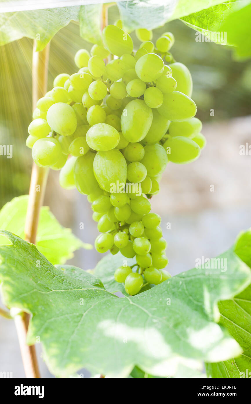 Fresco verde uva sulla vite con bokeh di fondo Foto Stock