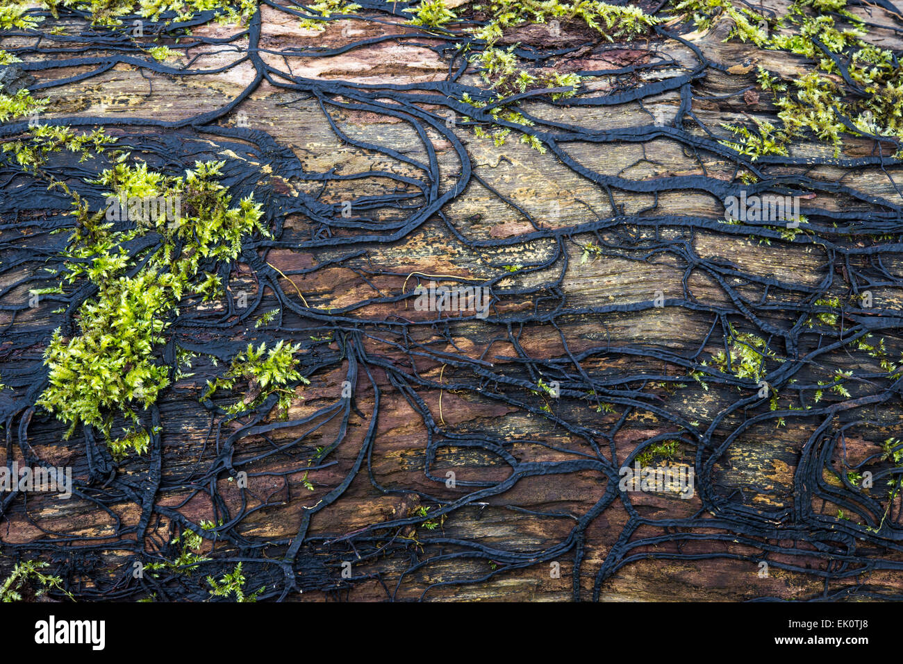 Una rete di filamenti scuri di funghi chiamato rhizomorphs di miele fungo Armillaria mellea su un vecchio marcio tronco di albero. Foto Stock