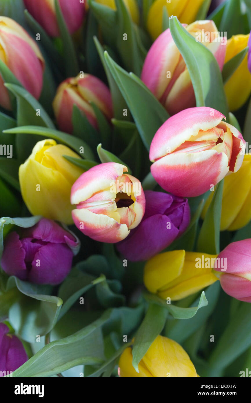 Un mazzetto di colorati tulipani misti. Foto Stock