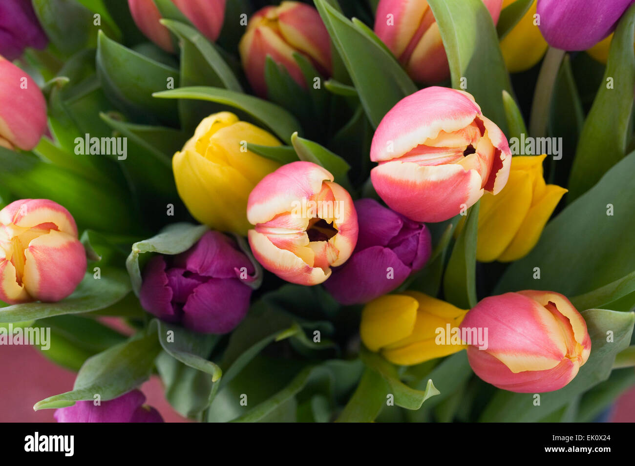 Un mazzetto di colorati tulipani misti. Foto Stock