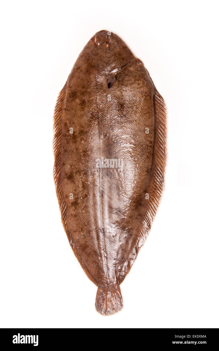 Dover Sogliola (Solea solea) Pesce intero isolato su un bianco di sfondo per studio. Foto Stock