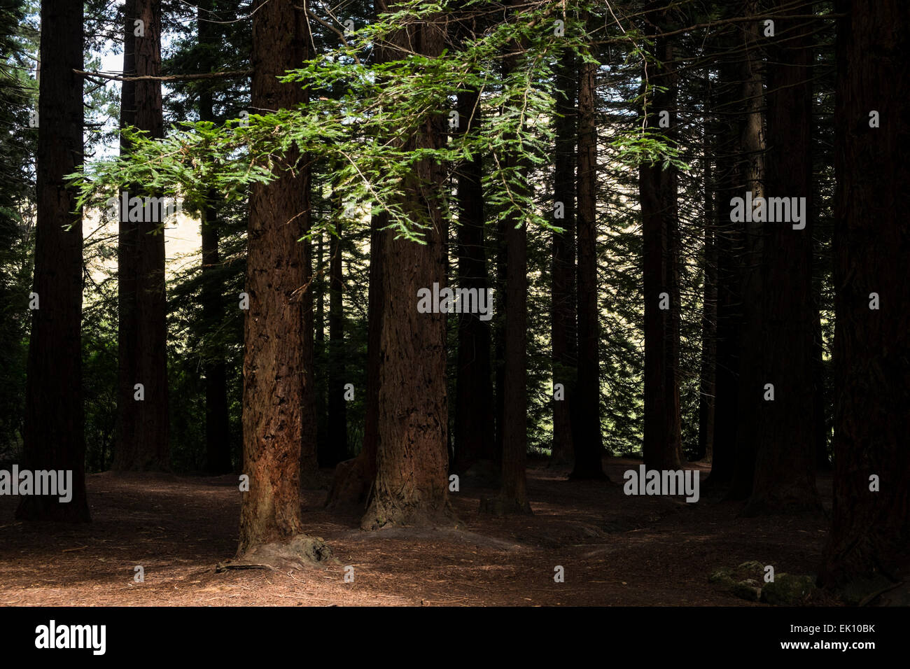 Sequoiadendron giganteum, giant redwood grove in Te Mata, Nuova Zelanda. Foto Stock