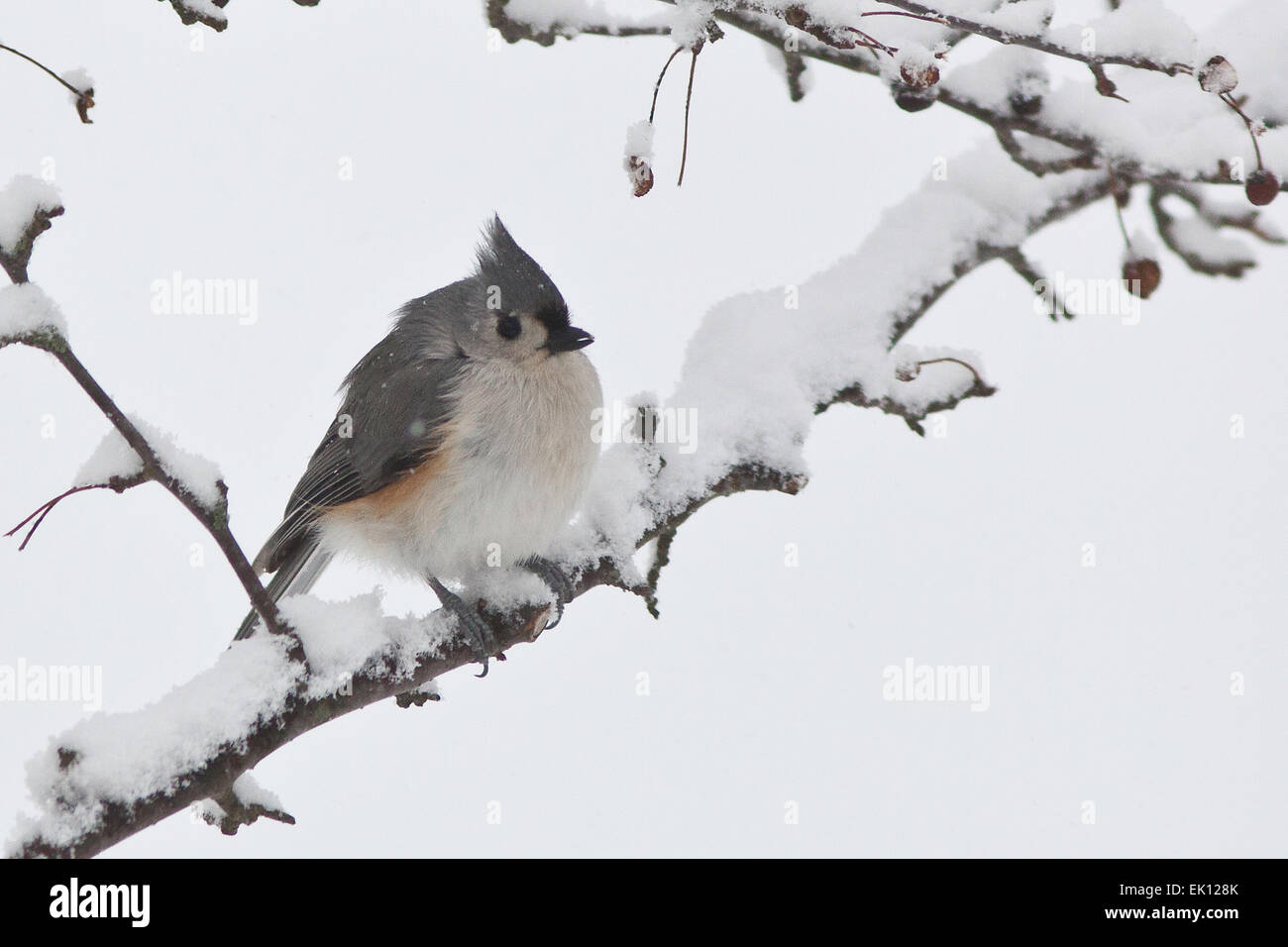 cinciallegra azzurra - 2 Titmouse immagini e fotografie stock ad alta risoluzione - Alamy