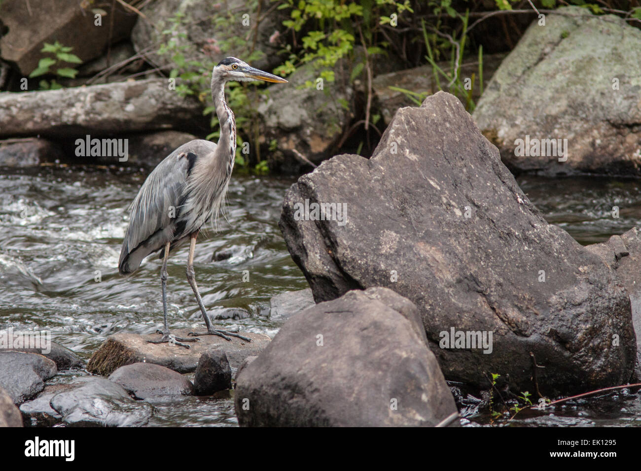 Airone blu - Ardea erodiade Foto Stock