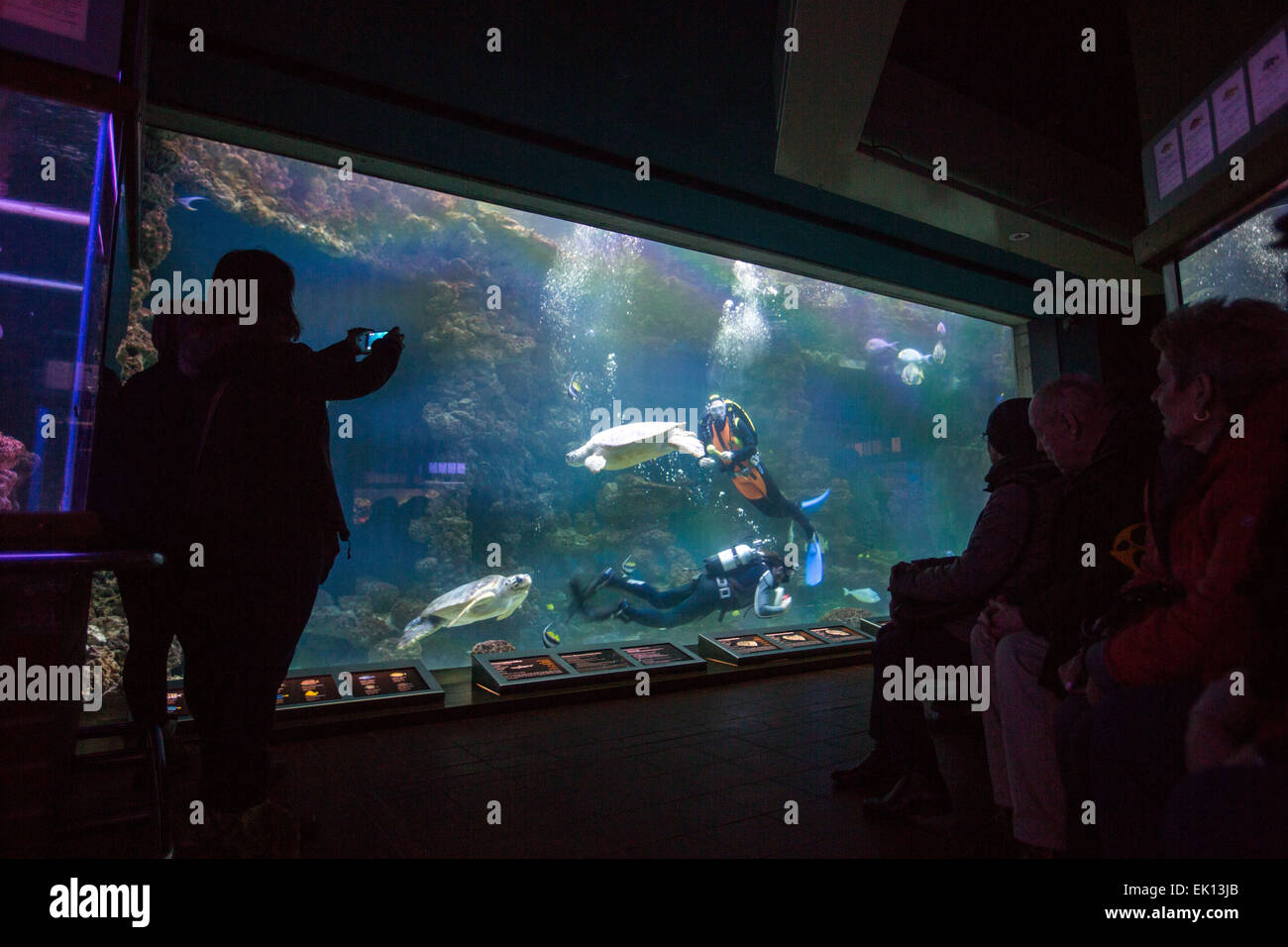 Stralsund, Germania. Mar 5, 2015. I visitatori sono a guardare i subacquei che sono la cattura di tartarughe in un serbatoio di acqua per la salute annuale esame esame a Meeresmuseum (Museo Marittimo) in Stralsund, Germania, 5 marzo 2015. L'esame include il fatto di prelevare i campioni di laboratorio nonché estesi guscio di tartaruga cura. Questa tartaruga è uno dei cinque tartarughe giganti tenutasi a Stralsund. Foto: Jens Buettner/dpa/Alamy Live News Foto Stock