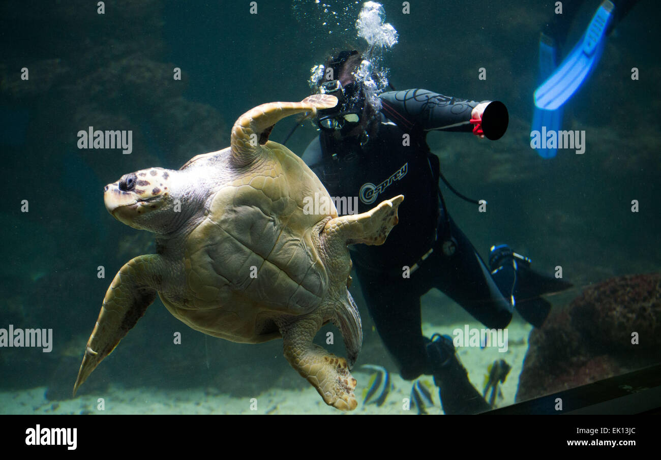Stralsund, Germania. Mar 5, 2015. Un subacqueo di adescamento è una femmina di tartaruga caretta a bordo del serbatoio acqua per la salute annuale esame esame a Meeresmuseum (Museo Marittimo) in Stralsund, Germania, 5 marzo 2015. L'esame include il fatto di prelevare i campioni di laboratorio nonché estesi guscio di tartaruga cura. Questa tartaruga è uno dei cinque tartarughe giganti tenutasi a Stralsund. Foto: Jens Buettner/dpa/Alamy Live News Foto Stock