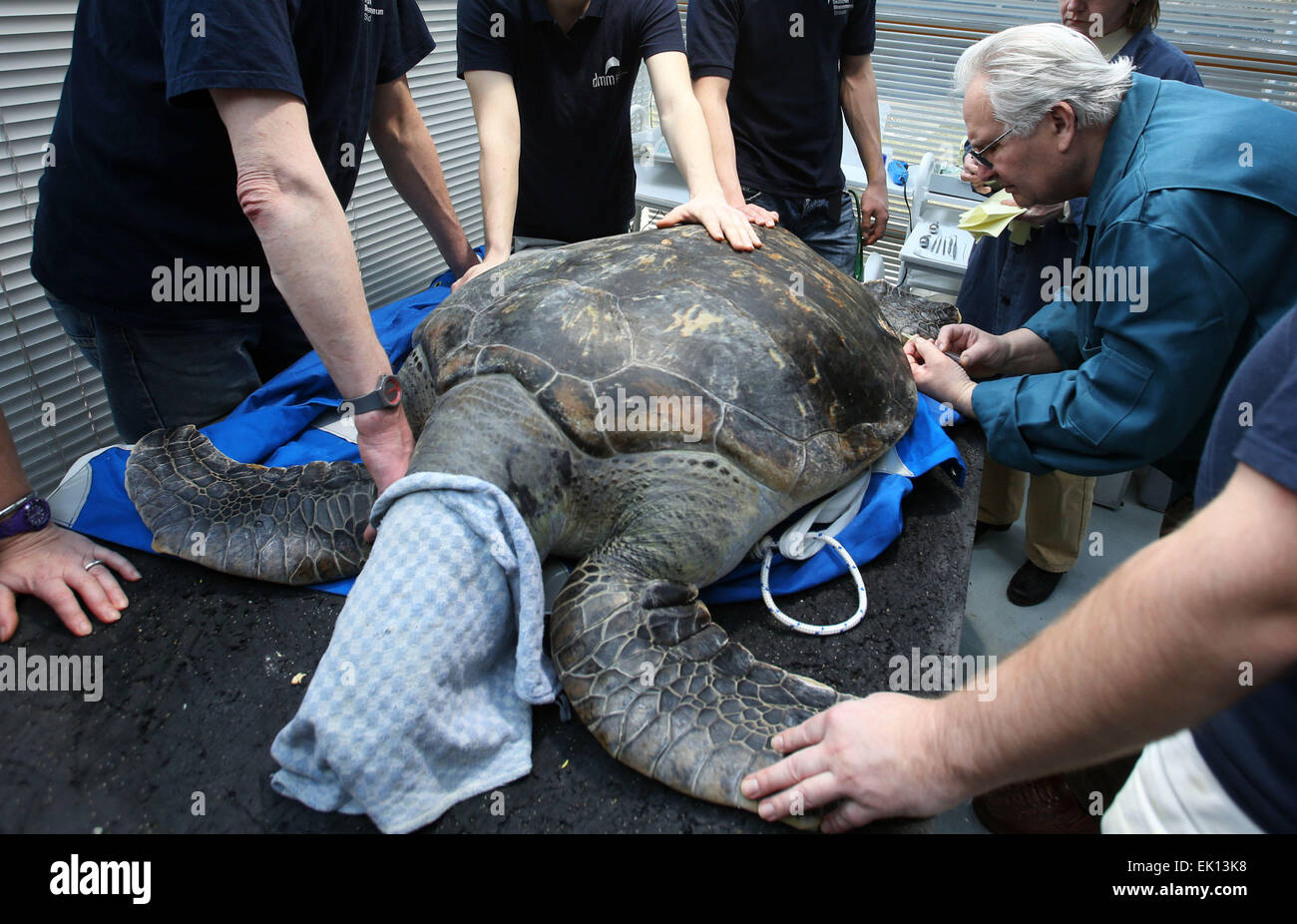 Stralsund, Germania. Mar 5, 2015. Veterinario Dieter Goebel considera un guscio lesioni di un 33-anno-vecchio tartaruga verde (nome latino: Chelonia Mydas) durante il controllo dello stato annuale-fino a Meeresmuseum (Museo Marittimo) in Stralsund, Germania, 5 marzo 2015. L'esame include il fatto di prelevare i campioni di laboratorio nonché estesi guscio di tartaruga cura. Questa tartaruga è uno dei cinque tartarughe giganti tenutasi a Stralsund. Foto: Jens Buettner/dpa/Alamy Live News Foto Stock