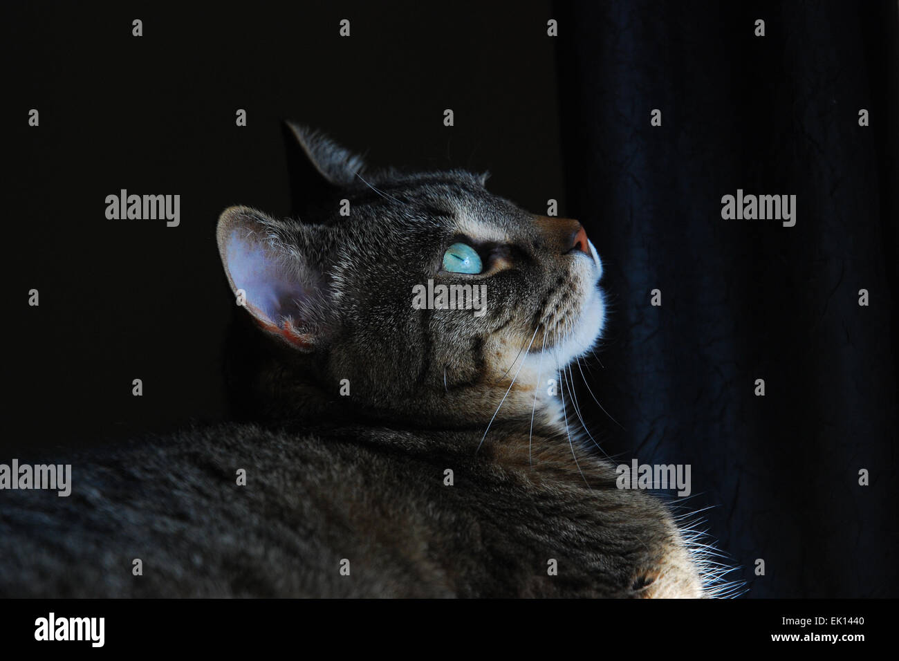 Fantasticando tabby cat Foto Stock