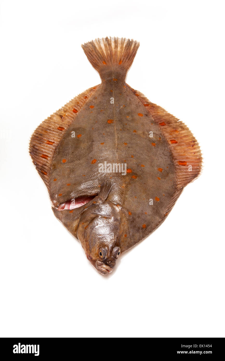 Tutta la passera di mare Pleuronettiformi isolato su un bianco di sfondo per studio. Foto Stock
