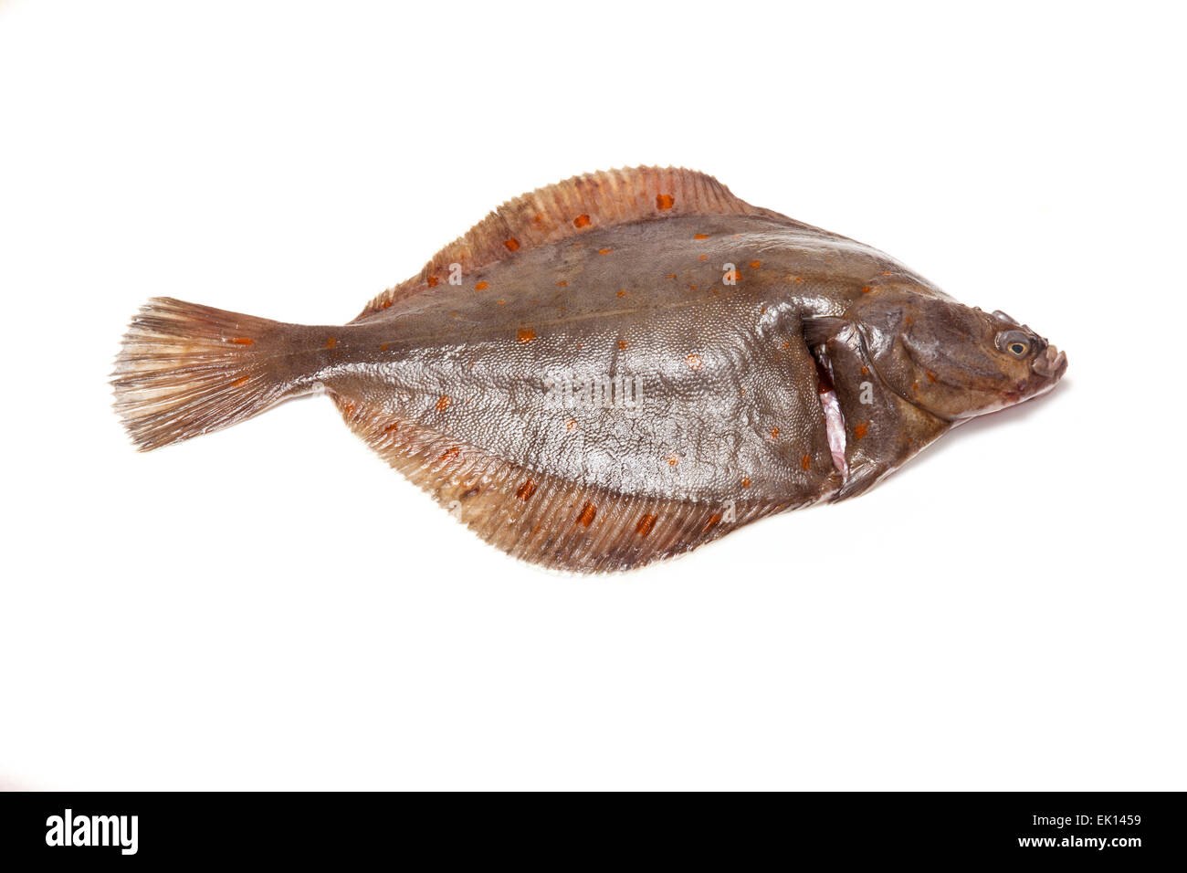 Tutta la passera di mare Pleuronettiformi isolato su un bianco di sfondo per studio. Foto Stock