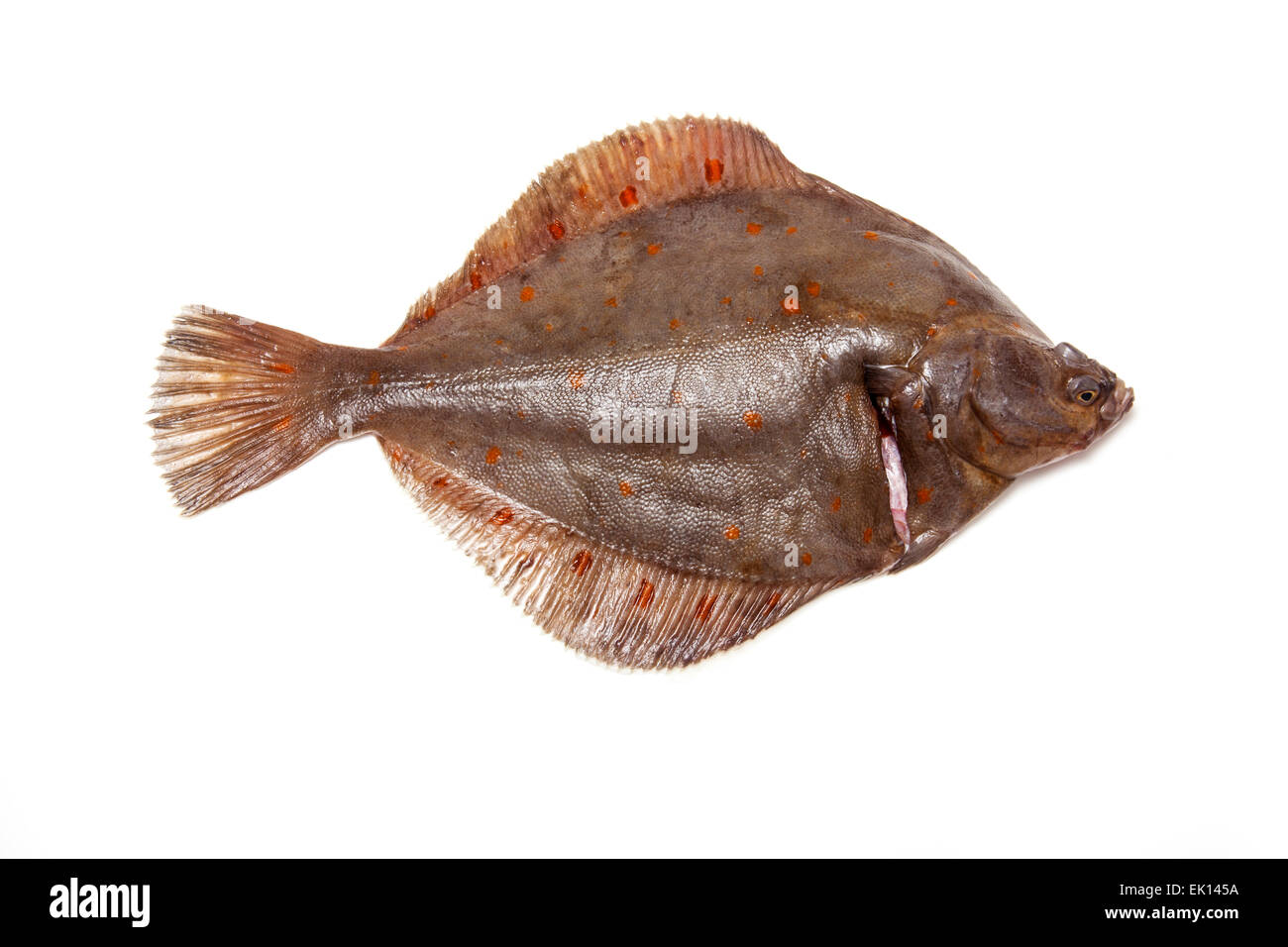 Tutta la passera di mare Pleuronettiformi isolato su un bianco di sfondo per studio. Foto Stock