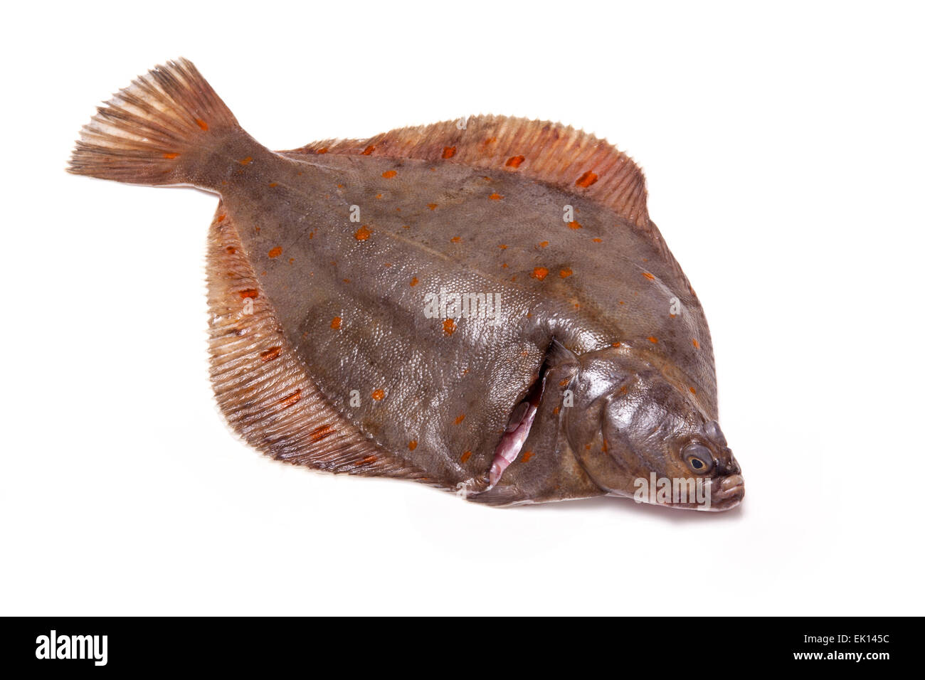 Tutta la passera di mare Pleuronettiformi isolato su un bianco di sfondo per studio. Foto Stock