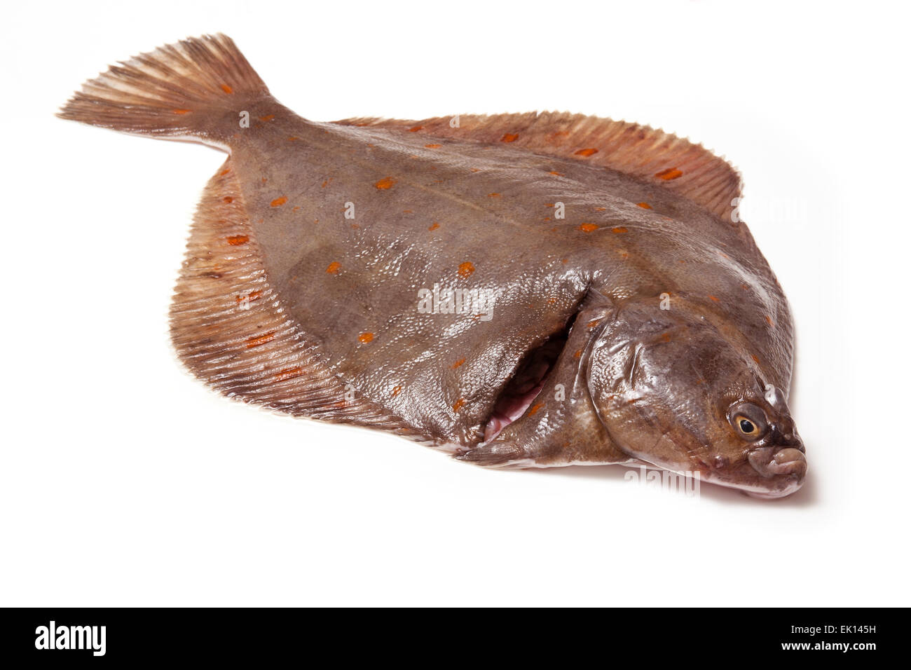 Tutta la passera di mare Pleuronettiformi isolato su un bianco di sfondo per studio. Foto Stock